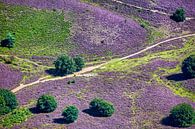 Luchtfoto van kudde schapen op de bloeiende heide van Frans Lemmens thumbnail