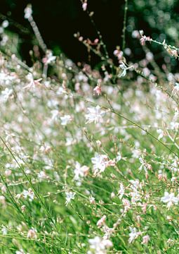 Witte bloementjes in botanische tuin | Reisfotografie | Zuid-Afrika van Sanne Dost