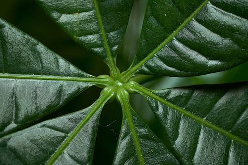 Het is groen en ... van Eric Fotografie