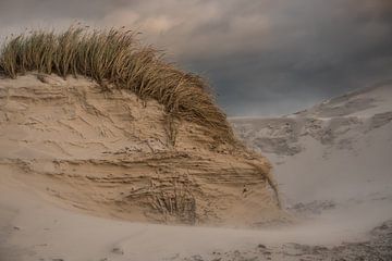 Sand dunes in Schoorl, Netherlands