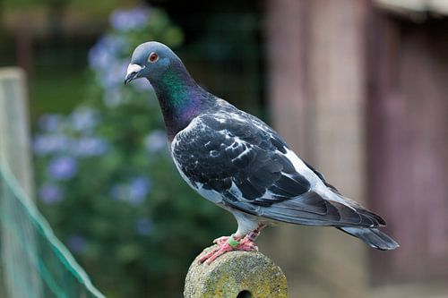 Sportduif rustend op een paal.