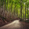 Straße im Buchenwald. Foreste Casentinesi, Italien von Stefano Orazzini