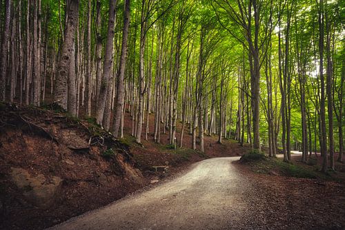 Weg in het beukenbos. Foreste Casentinesi, Italië