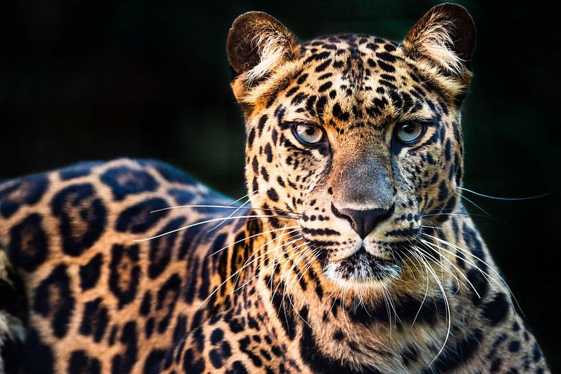 In den Augen des Panthers von KC Photography