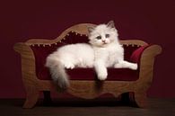 Schattig ragdoll kitten liggend op een luxe sofa van Elles Rijsdijk thumbnail