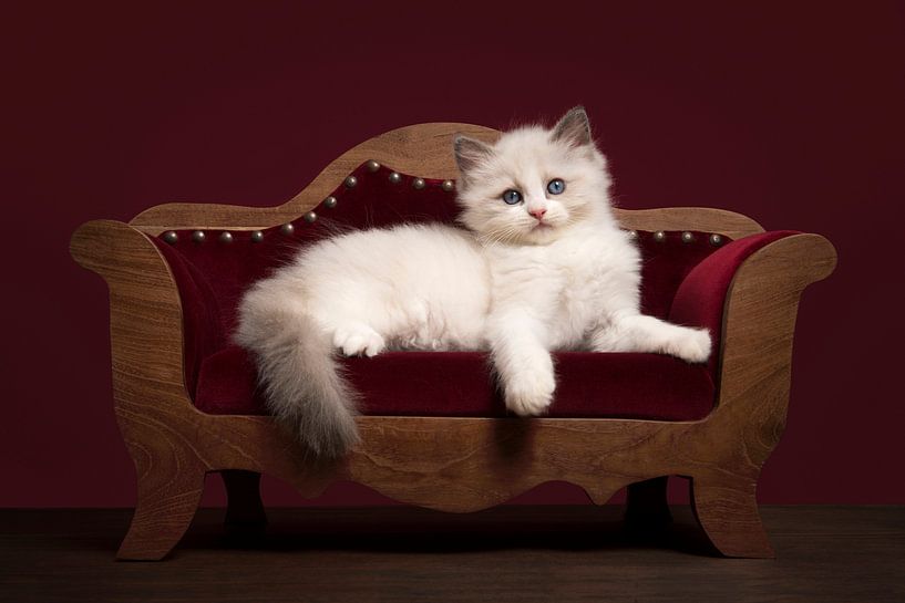 Schattig ragdoll kitten liggend op een luxe sofa van Elles Rijsdijk