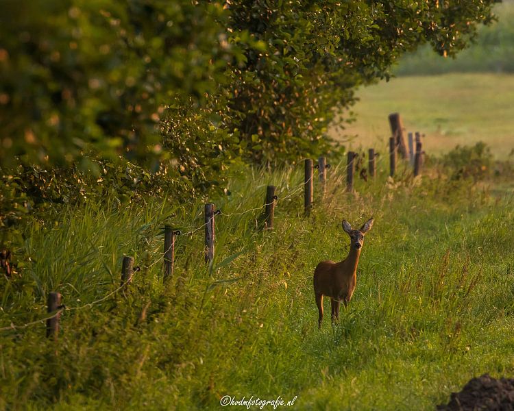 Ree in the morning by Hilbrand van der Meulen