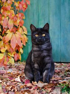 Zwart katje in de herfst van Katho Menden