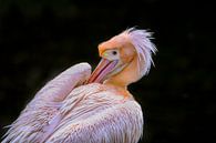 Roze pelikaan doet veren goed. von Michar Peppenster Miniaturansicht