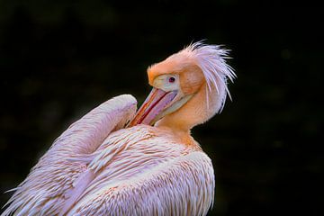 Roze pelikaan doet veren goed.