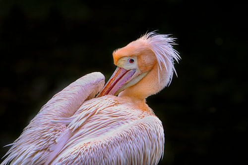Roze pelikaan doet veren goed.
