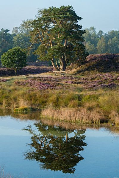 The mirror image of a tree by Michel Geluk