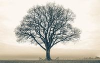 Lone Tree Twickel van Remko Ongersma thumbnail