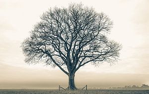 Einsamer Baum Twickel von Remko Ongersma