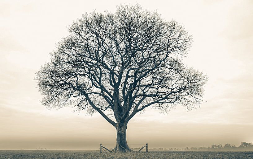 Lone Tree Twickel van Remko Ongersma