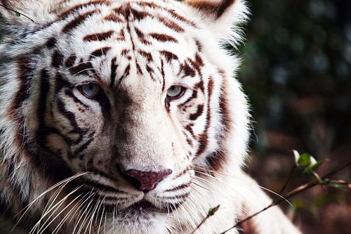 White Bengal Tiger