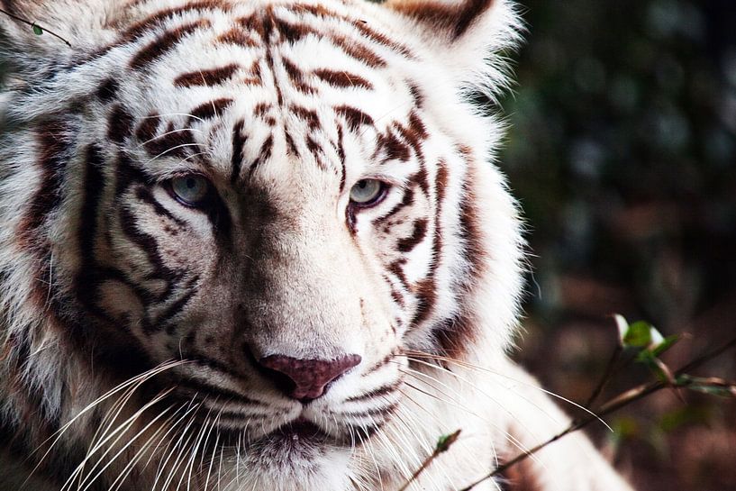White Bengal Tiger by Walljar
