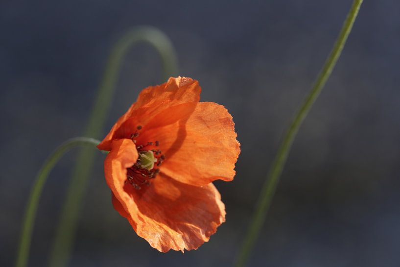 Poppy by Cora Unk
