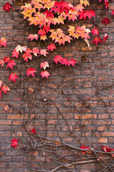 Ivy in herfstkleuren op een bakstenen muur van Denis Feiner