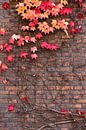 Ivy in herfstkleuren op een bakstenen muur van Denis Feiner thumbnail