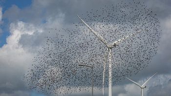 een vlucht spreeuwen
