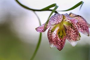 Kievitsbloem