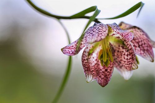 Kievitsbloem