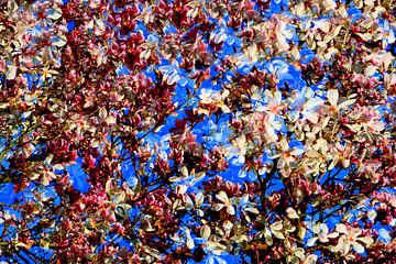 SPRING 5 by Miroslav Ptacek