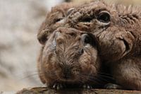 Knuffelende Gerbils
