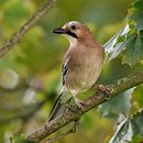 Eichelhäher ( Garrulus glandarius ), Wächter des Waldes, in einem Baum, wildlife, Europa. von wunderbare Erde Miniaturansicht