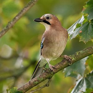Eichelhäher ( Garrulus glandarius ), Wächter des Waldes, in einem Baum, wildlife, Europa.