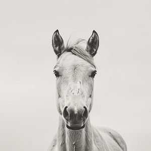 Pferd in Schwarz-Weiß