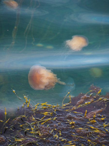 Jellyfish swim in clear water off the coast of Fjällbacka by Helene Ketzer