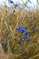 Etwas Blau