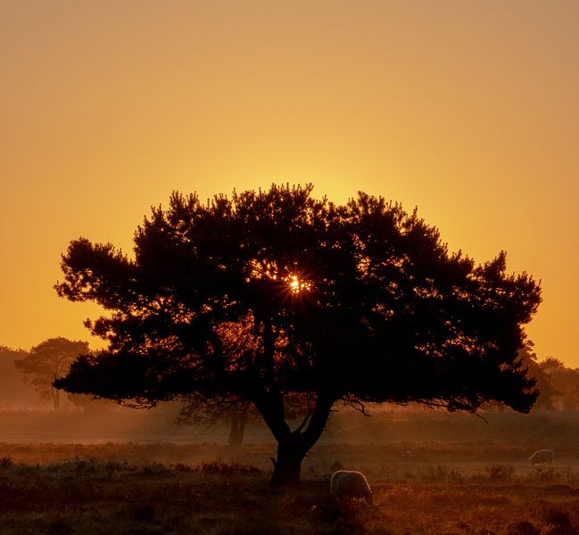 Typical Drenthe by Manon Zandt