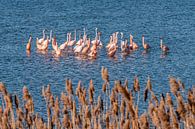 Flamingos in the Netherlands, the Phoenicopterus roseus. by Rob Smit thumbnail