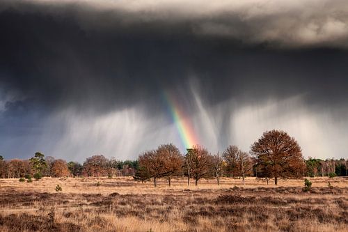 Regenboog boven het Leersumse veld