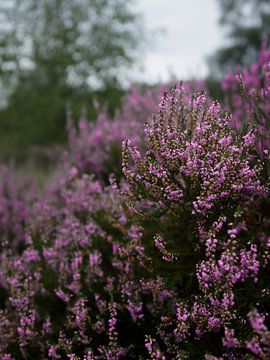 Zomerse paarse heide van Inez VAN DE WEYER