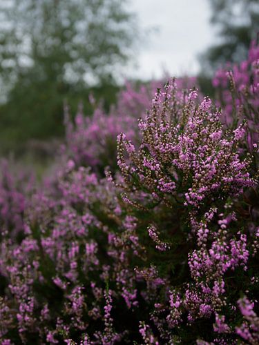 Zomerse paarse heide