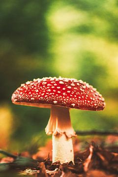 Fly agaric in the forest by Stephan Krabbendam