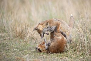 Jouer aux renards