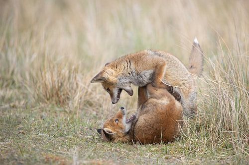 Playing foxes