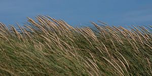 Herbe de marais sur les dunes de Zélande avec un ciel bleu sur Marjolijn van den Berg