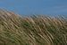 Strandhafer auf den Dünen von Zeeland mit blauem Himmel von Marjolijn van den Berg
