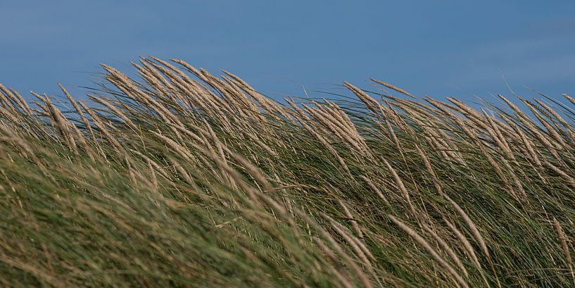 Marram grass on the dunes of Zeeland with a blue sky by Marjolijn van den Berg