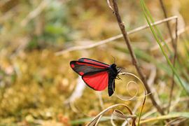 Scallop butterfly by Linda van Rij