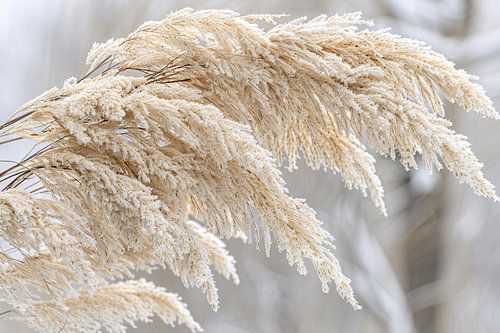 Bevroren grasstelen met winterse ijskristallen