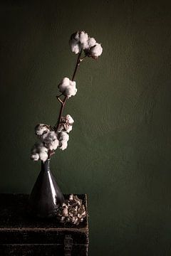 Still life with cotton plant