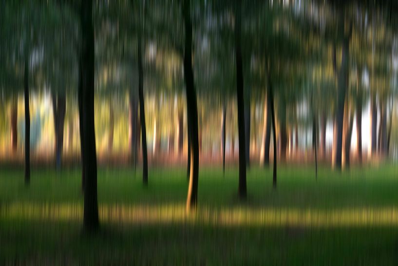 Herfstbos van Franke de Jong