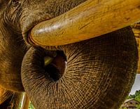 Olifant en banaan